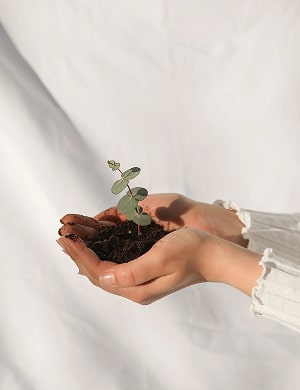 Hands holding a plant in fresh soil
